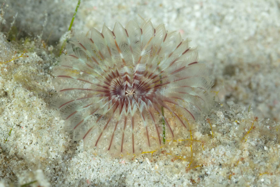 Shy Feather Duster