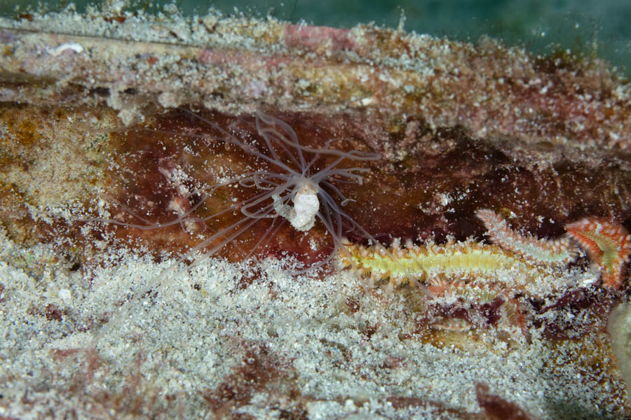 Other Worms Identification: Spaghetti Worm
