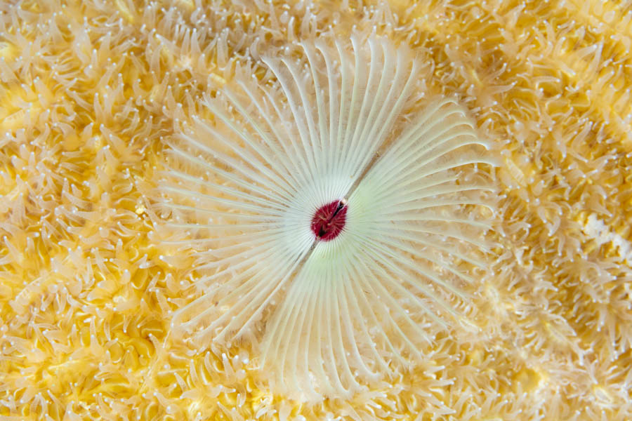 Splitcrown Feather Duster