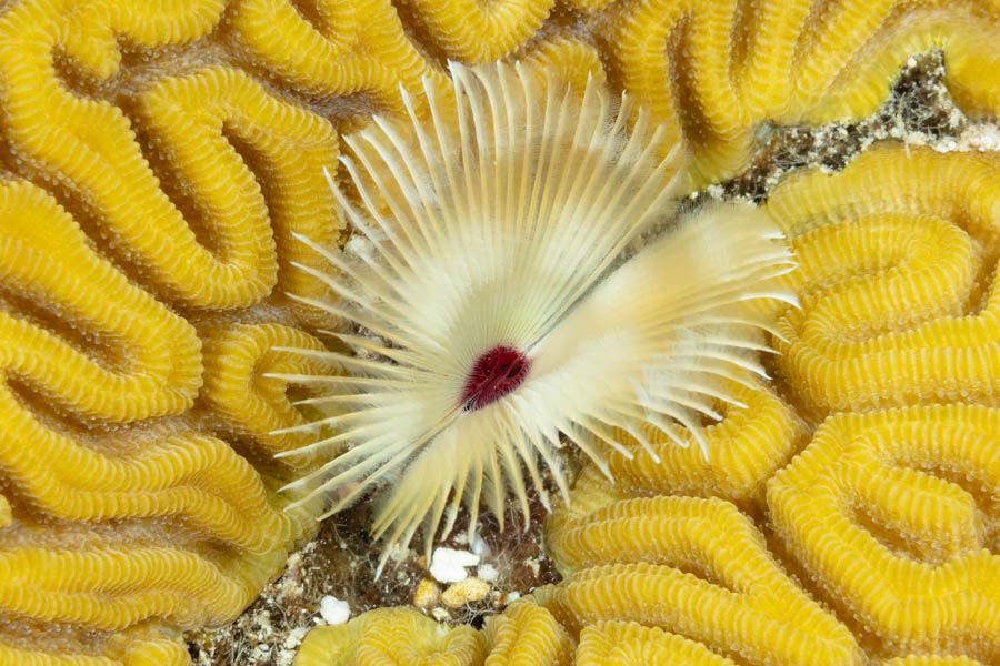 Tube Worms Identification: Splitcrown Feather Duster