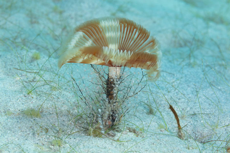 Splitcrown Feather Duster