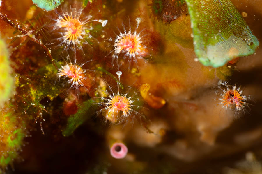 Touch-Me-Not Fanworms