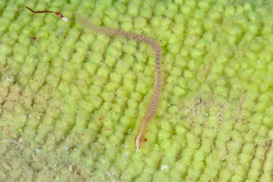 Other Worms Identification: Unidentified Worm