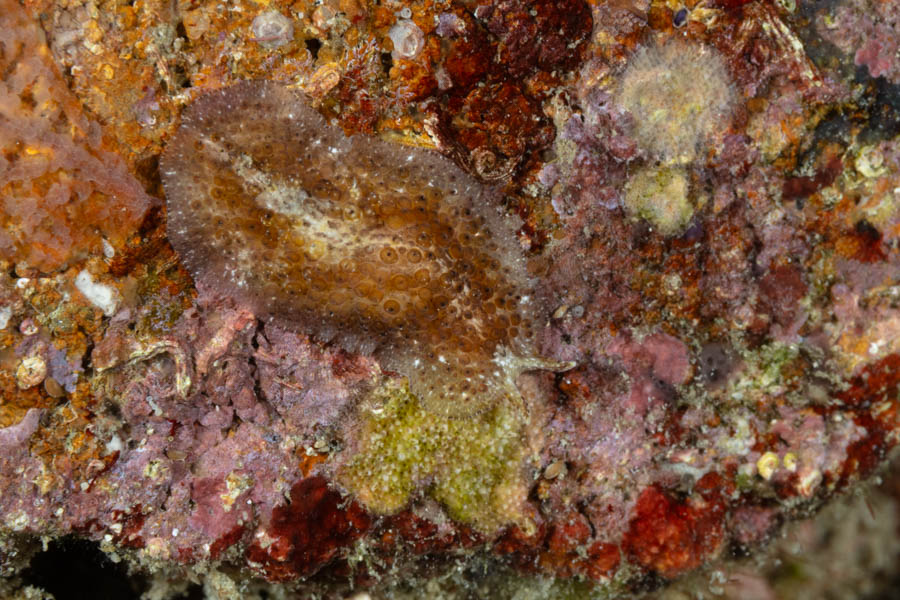 Whitecross Flatworm
