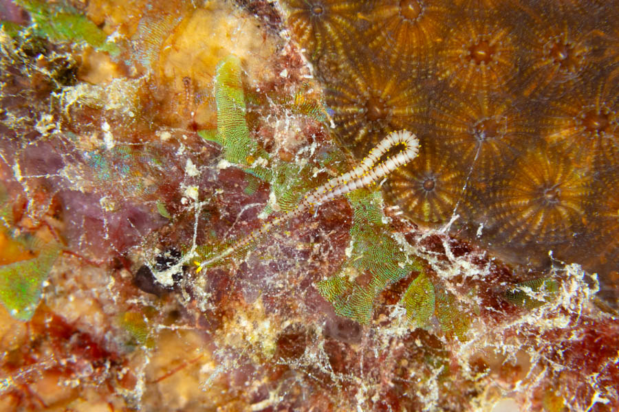 Yellowflap Syllid Worm (Star Coral Syllid)