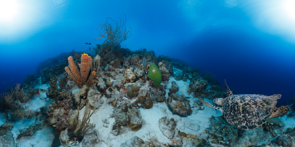 Panorama - Turtle at the Cliff