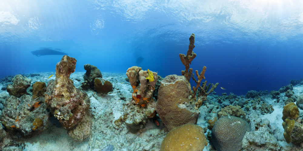Panorama - Yellow Frogfish