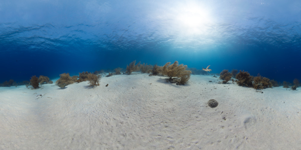 Panorama - Diving Red Slave